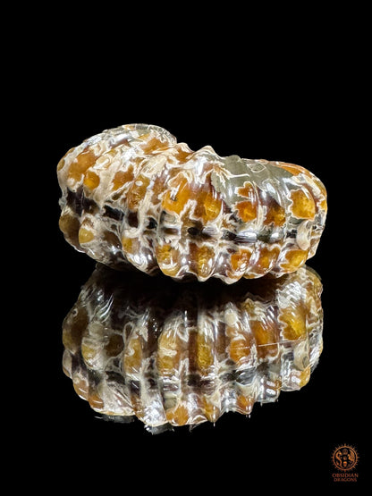 Crâne en ammonite fossile Douvilleiceras du Crétacé - rare