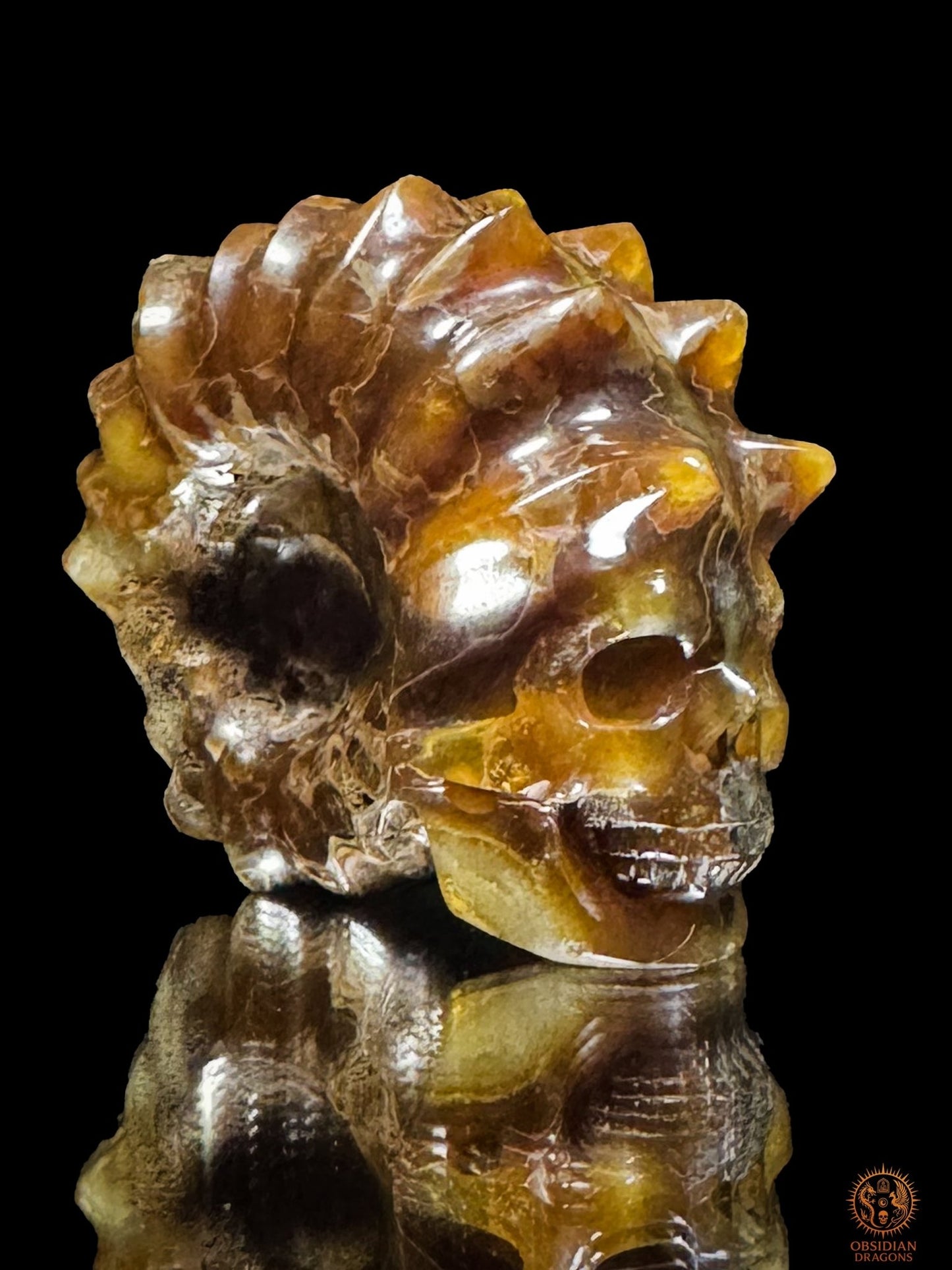 Crâne en ammonite fossile Douvilleiceras rare