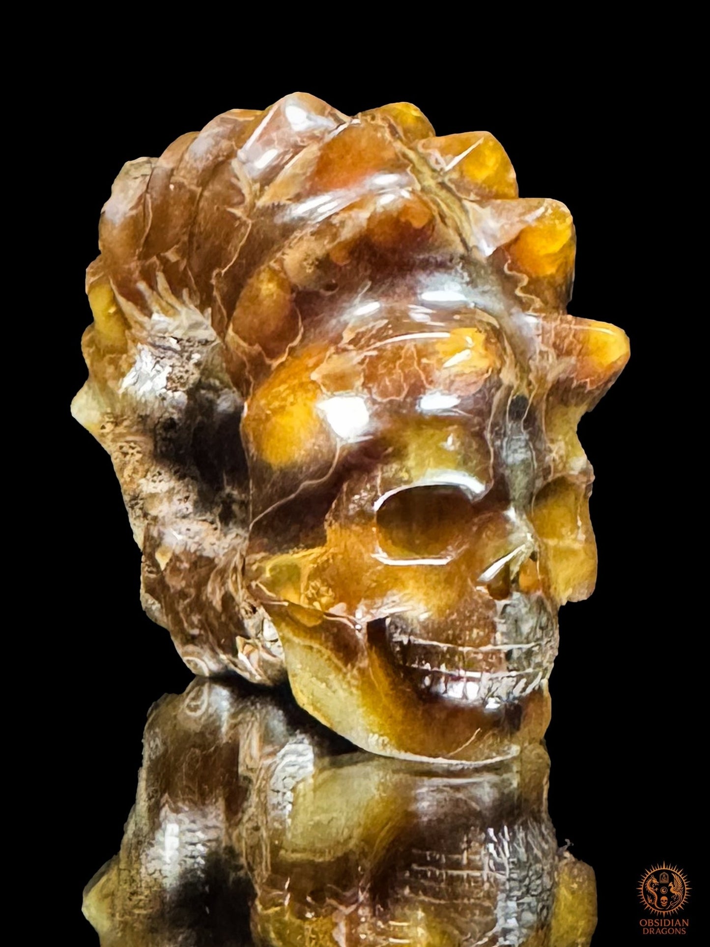 Crâne en ammonite fossile Douvilleiceras rare