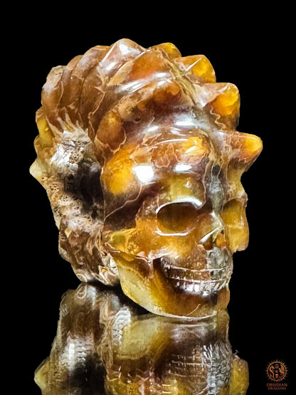Crâne en ammonite fossile Douvilleiceras rare