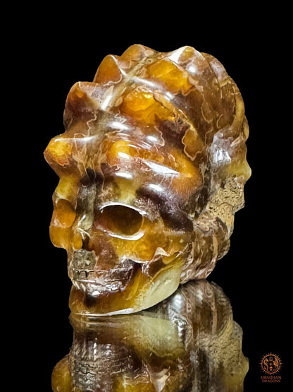 Crâne en ammonite fossile Douvilleiceras rare