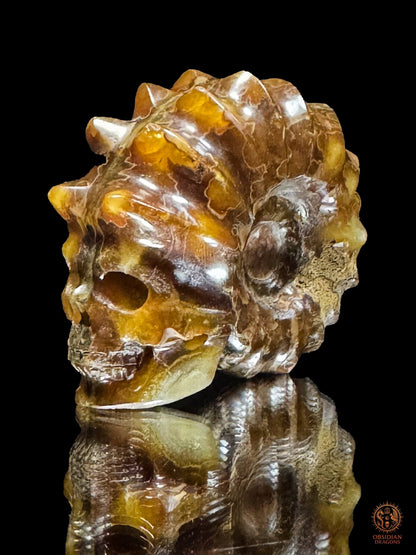 Crâne en ammonite fossile Douvilleiceras rare
