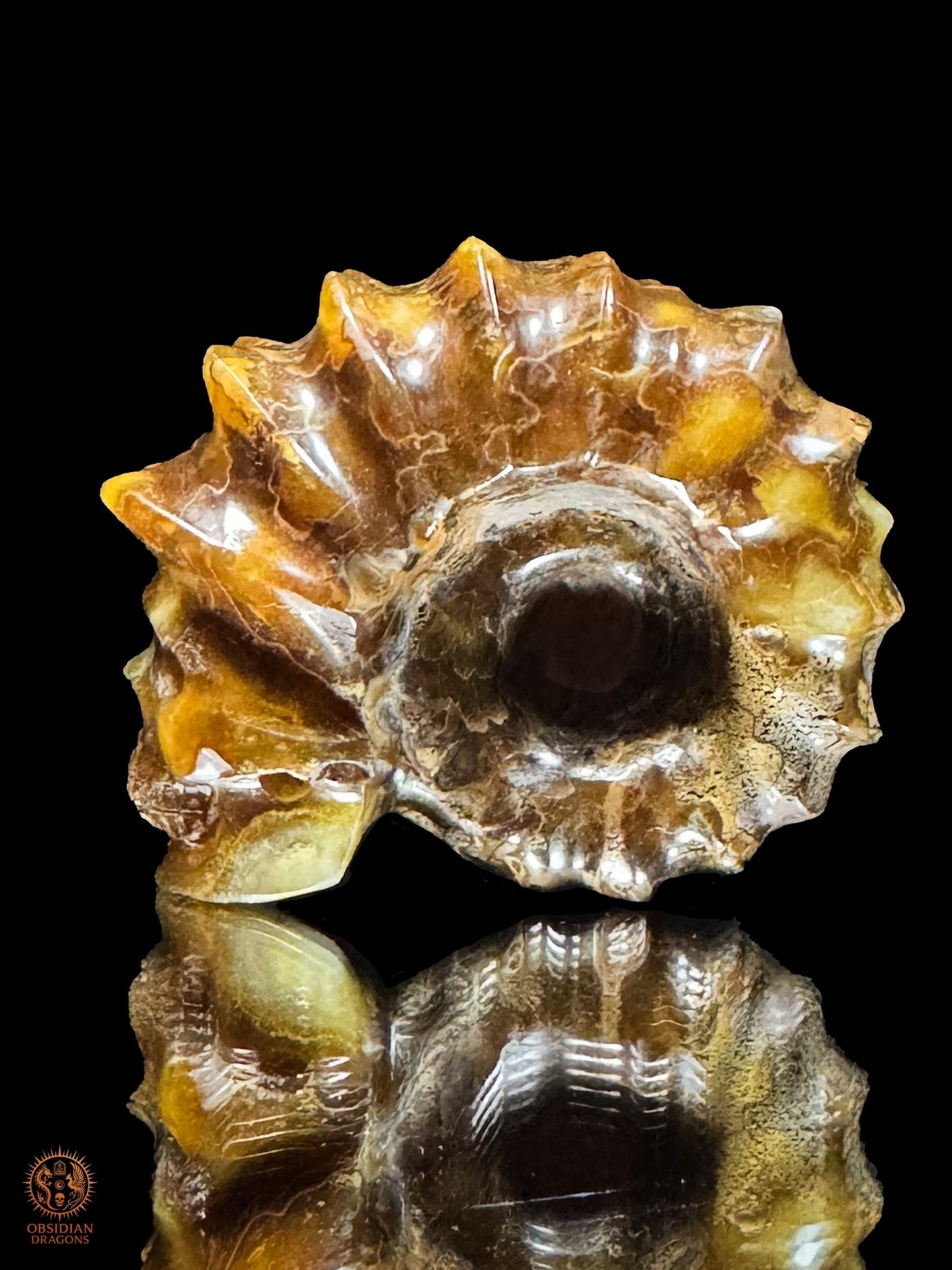 Crâne en ammonite fossile Douvilleiceras rare