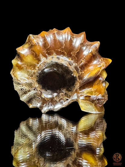 Crâne en ammonite fossile Douvilleiceras rare