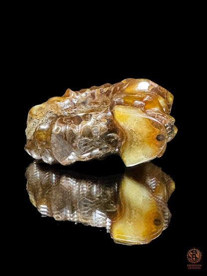 Crâne en ammonite fossile Douvilleiceras rare