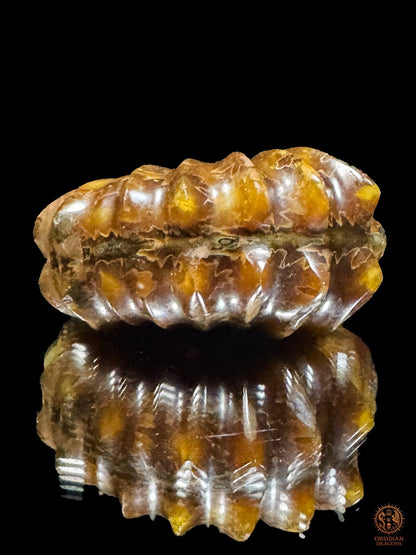 Crâne en ammonite fossile Douvilleiceras rare