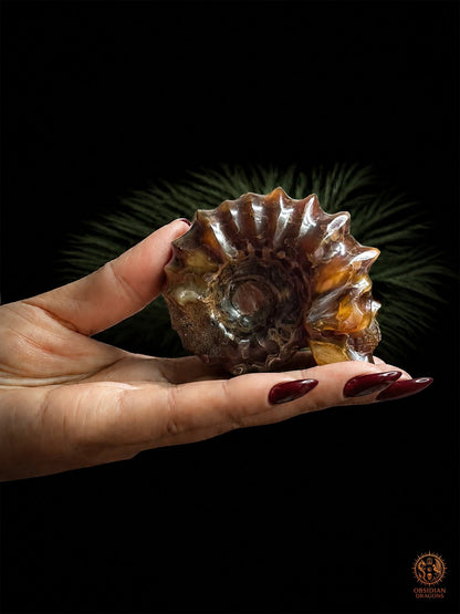 Crâne en ammonite fossile Douvilleiceras rare