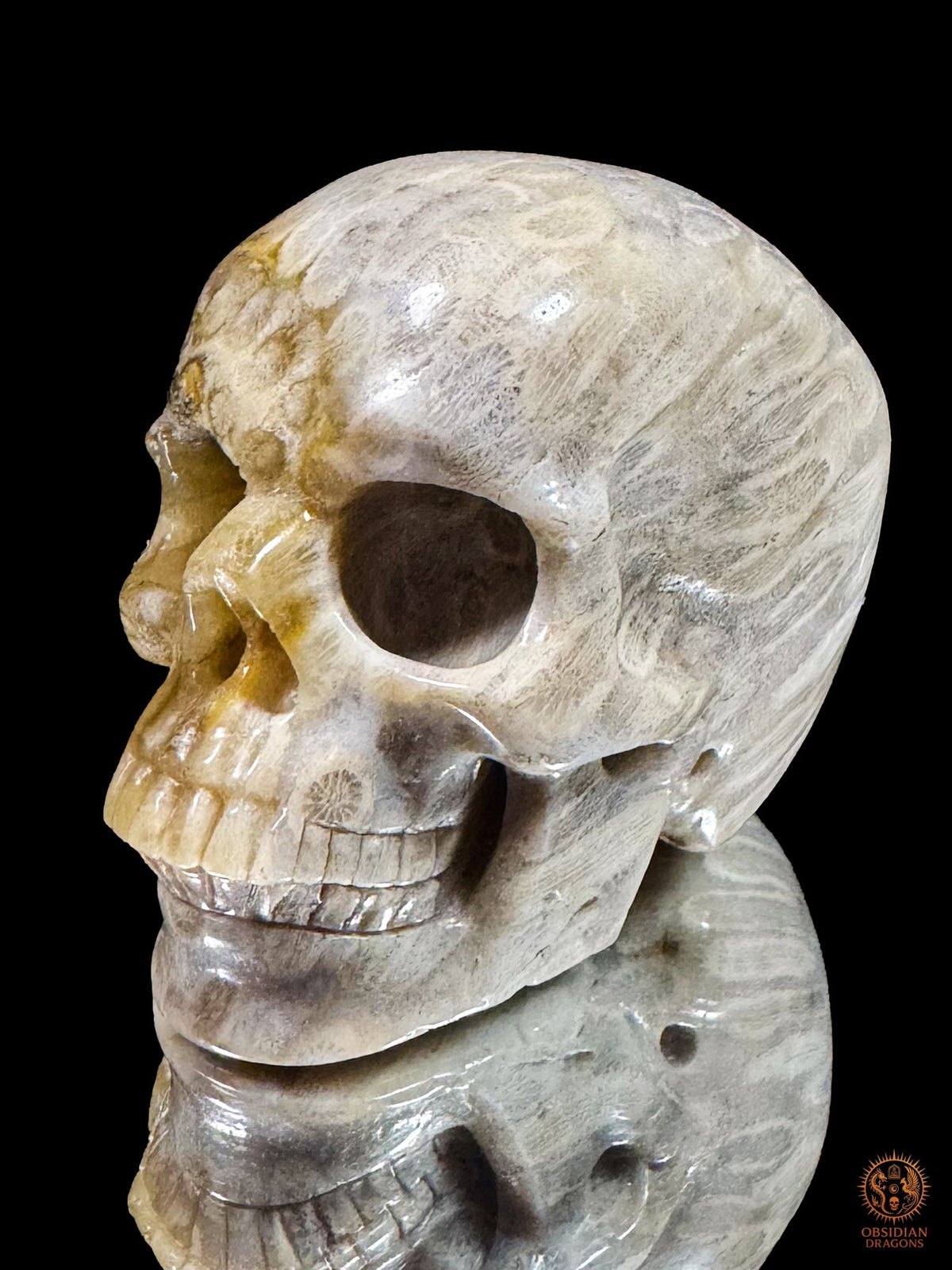 Crâne en corail fossile d’Indonésie vu de trois quarts, montrant son côté clair, ses motifs coralliens allongés et sa surface polie.