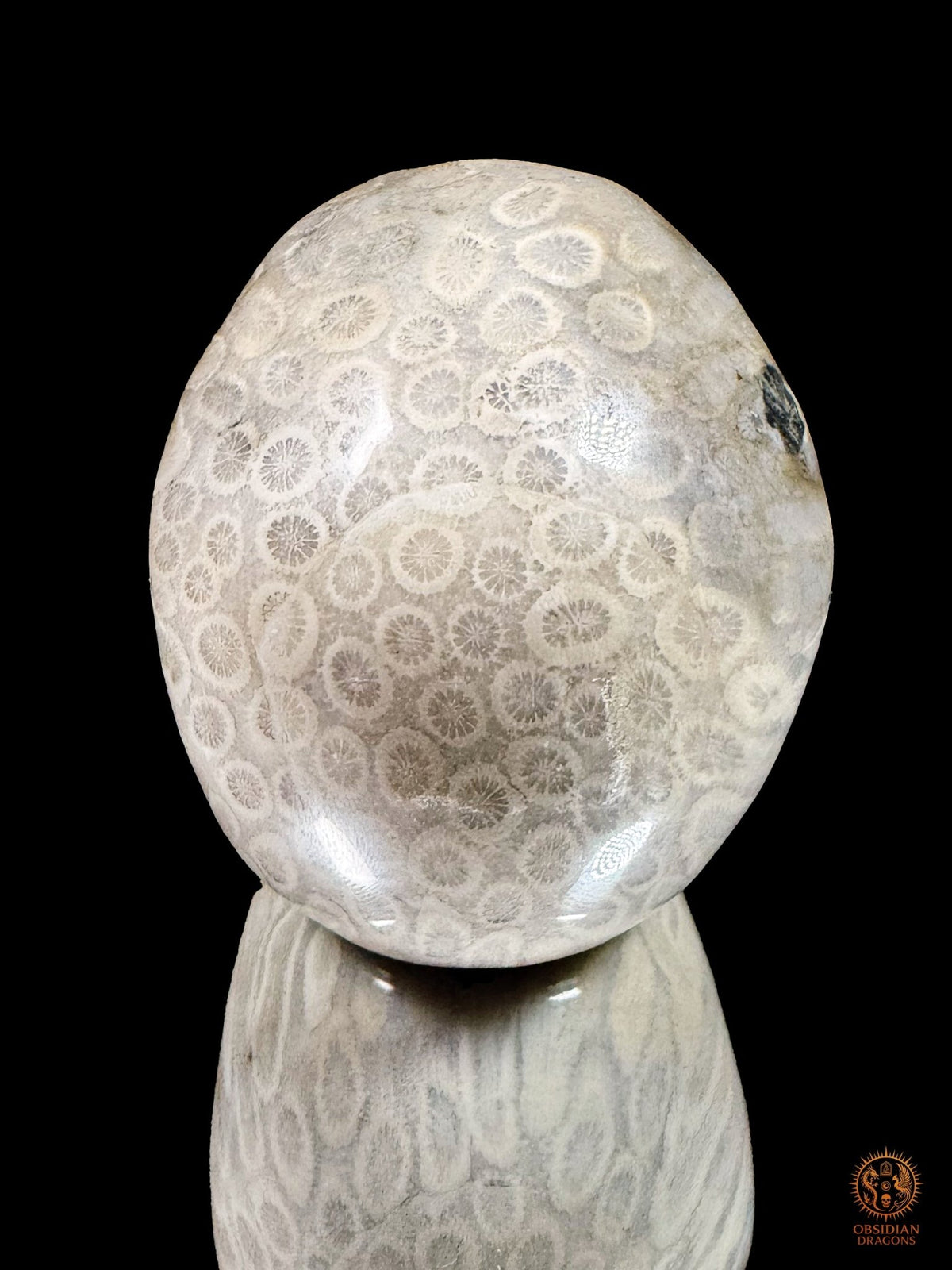 Arrière du crâne en corail fossile d’Indonésie, couvert de rosaces coralliennes claires sur une surface grise polie.