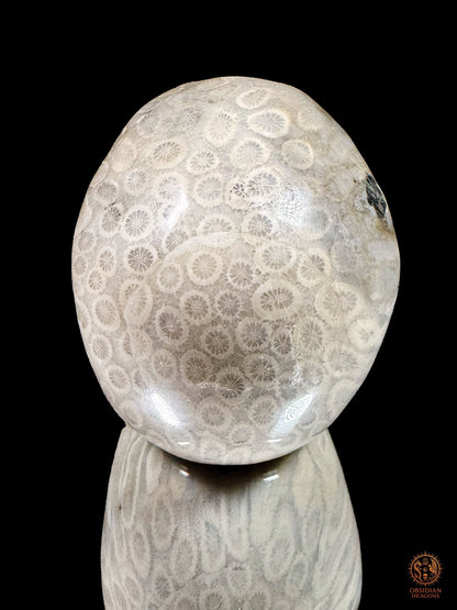 Arrière du crâne en corail fossile d’Indonésie, couvert de rosaces coralliennes claires sur une surface grise polie.