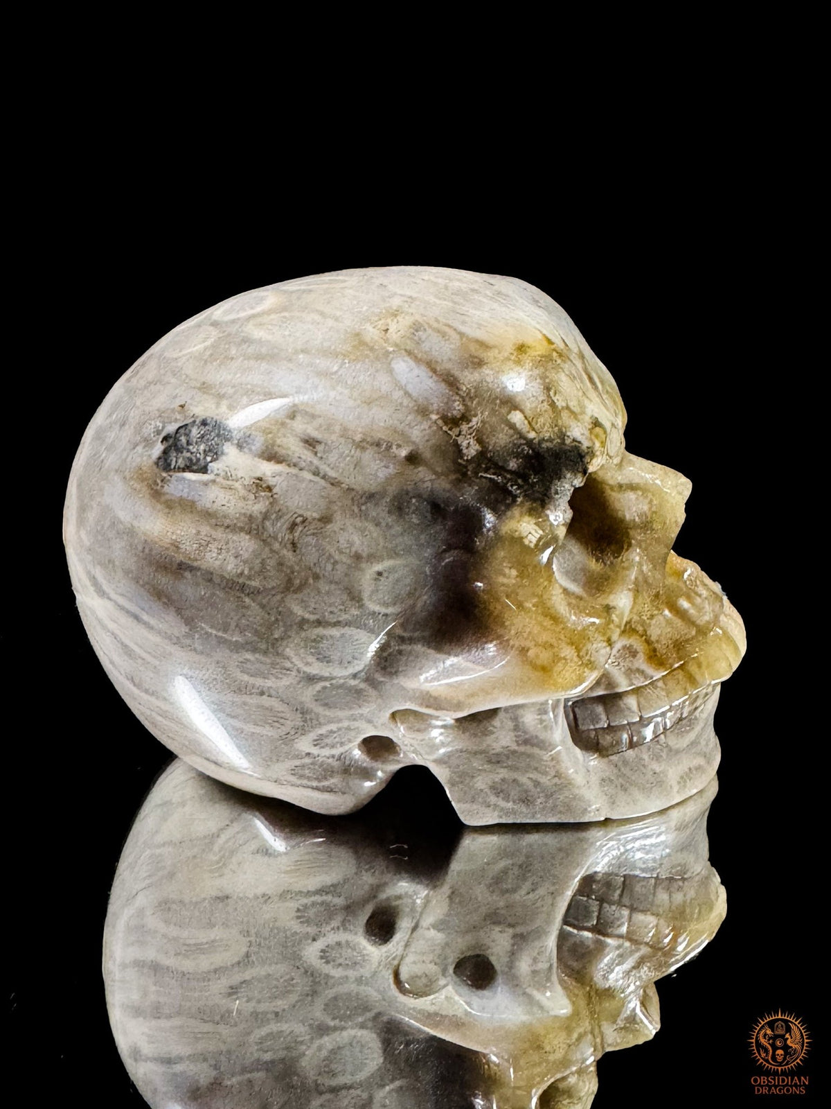 Crâne en corail fossile d’Indonésie de profil, visage tourné vers la droite, avec des nuances ocre et une zone sombre à la tempe.
