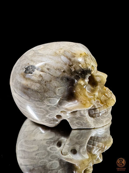 Crâne en corail fossile d’Indonésie de profil, visage tourné vers la droite, avec des nuances ocre et une zone sombre à la tempe.