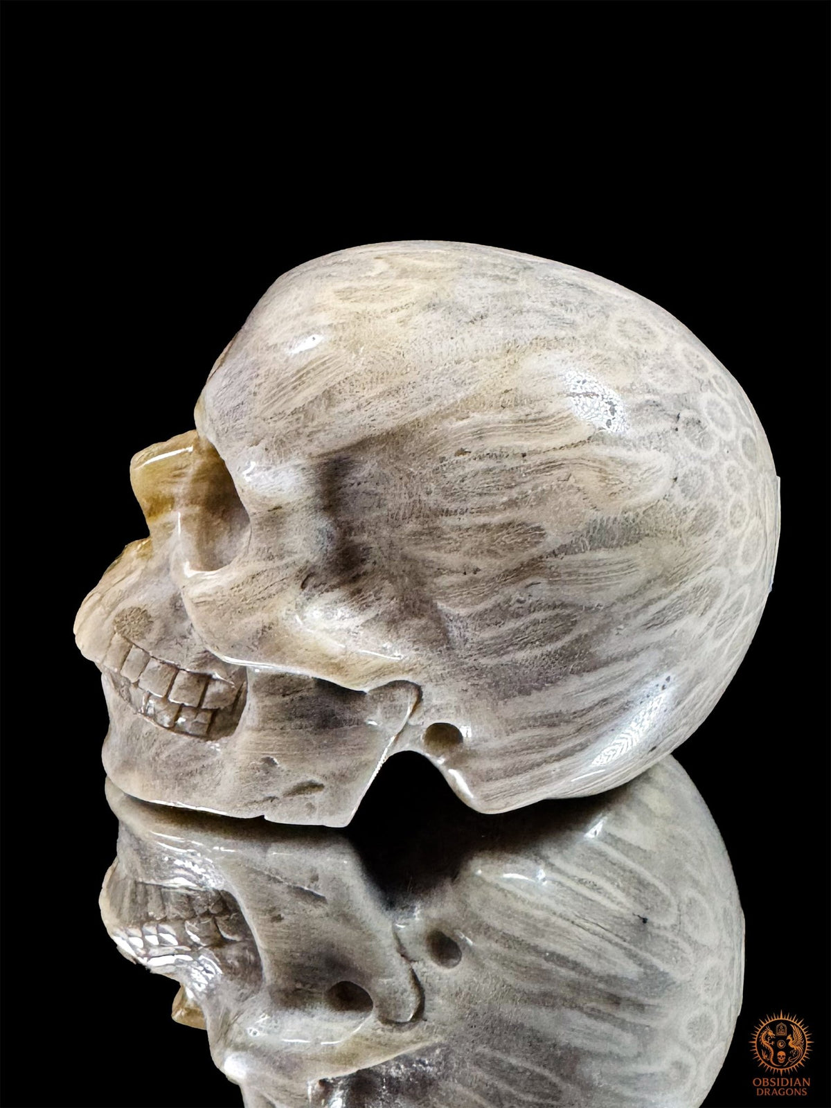 Crâne en corail fossile d’Indonésie de profil, visage tourné vers la gauche, avec des motifs coralliens allongés et des rosaces à l’arrière.