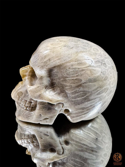 Crâne en corail fossile d’Indonésie de profil, visage tourné vers la gauche, avec des motifs coralliens allongés et des rosaces à l’arrière.