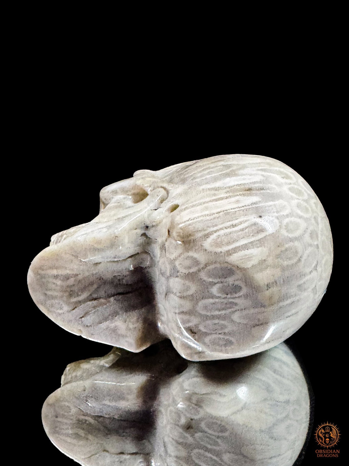 Crâne en corail fossile d’Indonésie photographié couché, révélant les motifs allongés et les rosaces de la boîte crânienne.