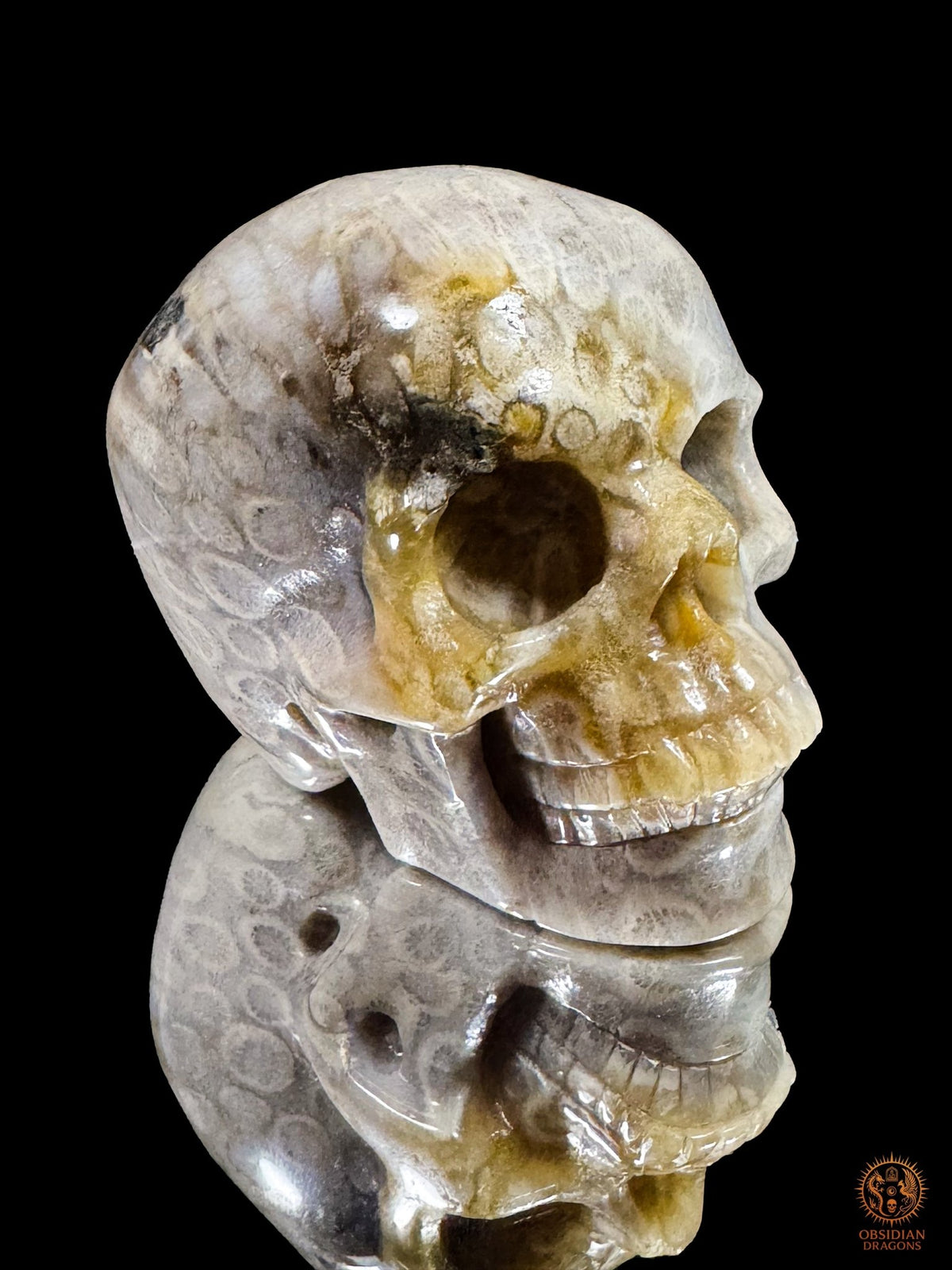 Crâne en corail fossile d’Indonésie vu de trois quarts, avec une zone sombre au-dessus de l’orbite et son reflet sur un support noir.