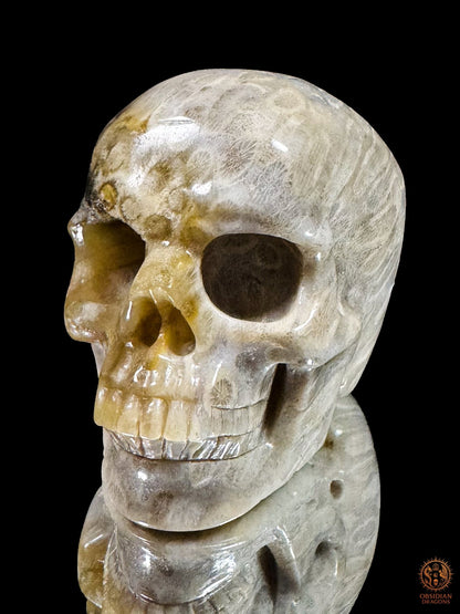 Crâne en corail fossile d’Indonésie en vue rapprochée de trois quarts, montrant les orbites, les dents sculptées et les nuances crème et grises.
