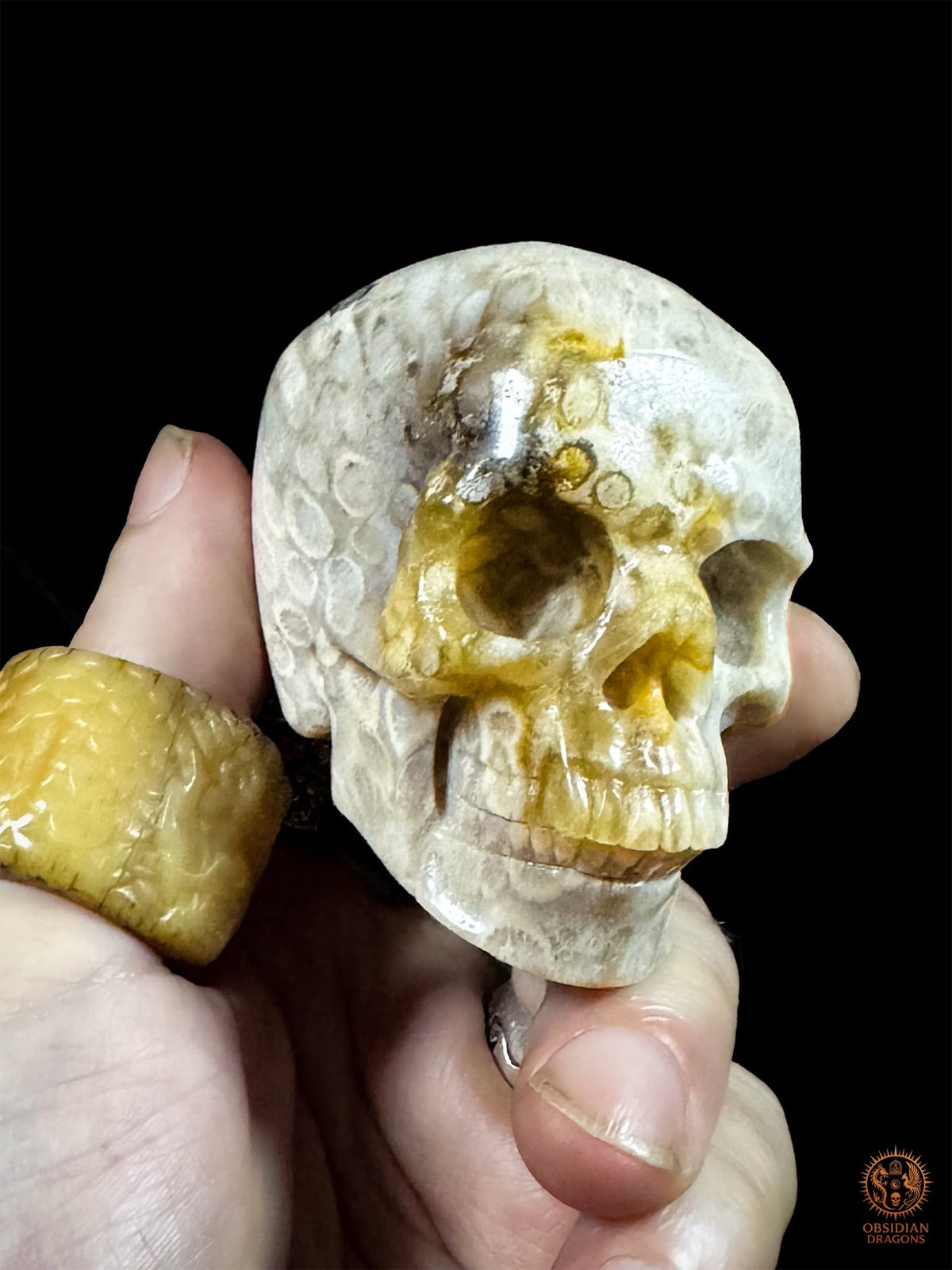 Crâne en corail fossile d’Indonésie tenu dans la main en vue de trois quarts, avec ses rosaces claires et ses nuances ocre autour de l’orbite.