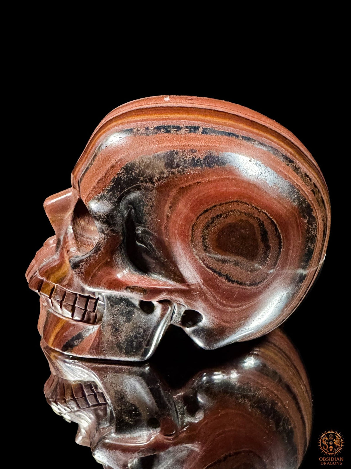 Crâne en œil de fer d’Afrique du Sud vu de profil, visage tourné vers la gauche, avec un motif concentrique sur la tempe -Obsidian Dragons