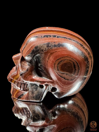 Crâne en œil de fer d’Afrique du Sud vu de profil, visage tourné vers la gauche, avec un motif concentrique sur la tempe -Obsidian Dragons