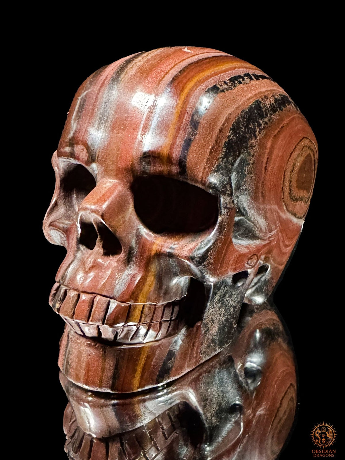 Crâne en œil de fer d’Afrique du Sud vu de trois quarts en plongée, montrant les bandes du front et le motif concentrique latéral.