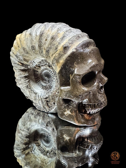 Crâne sculpté dans une ammonite fossile - Rare et unique