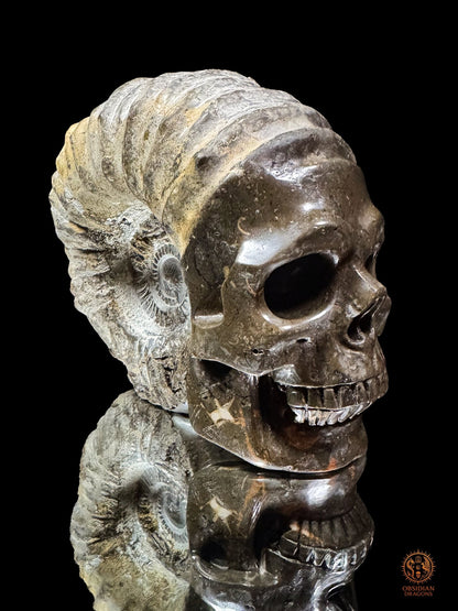 Crâne sculpté dans une ammonite fossile - Rare et unique