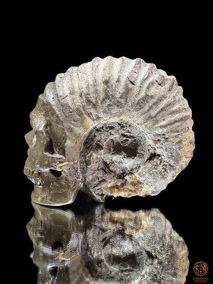Crâne sculpté dans une ammonite fossile - Rare et unique