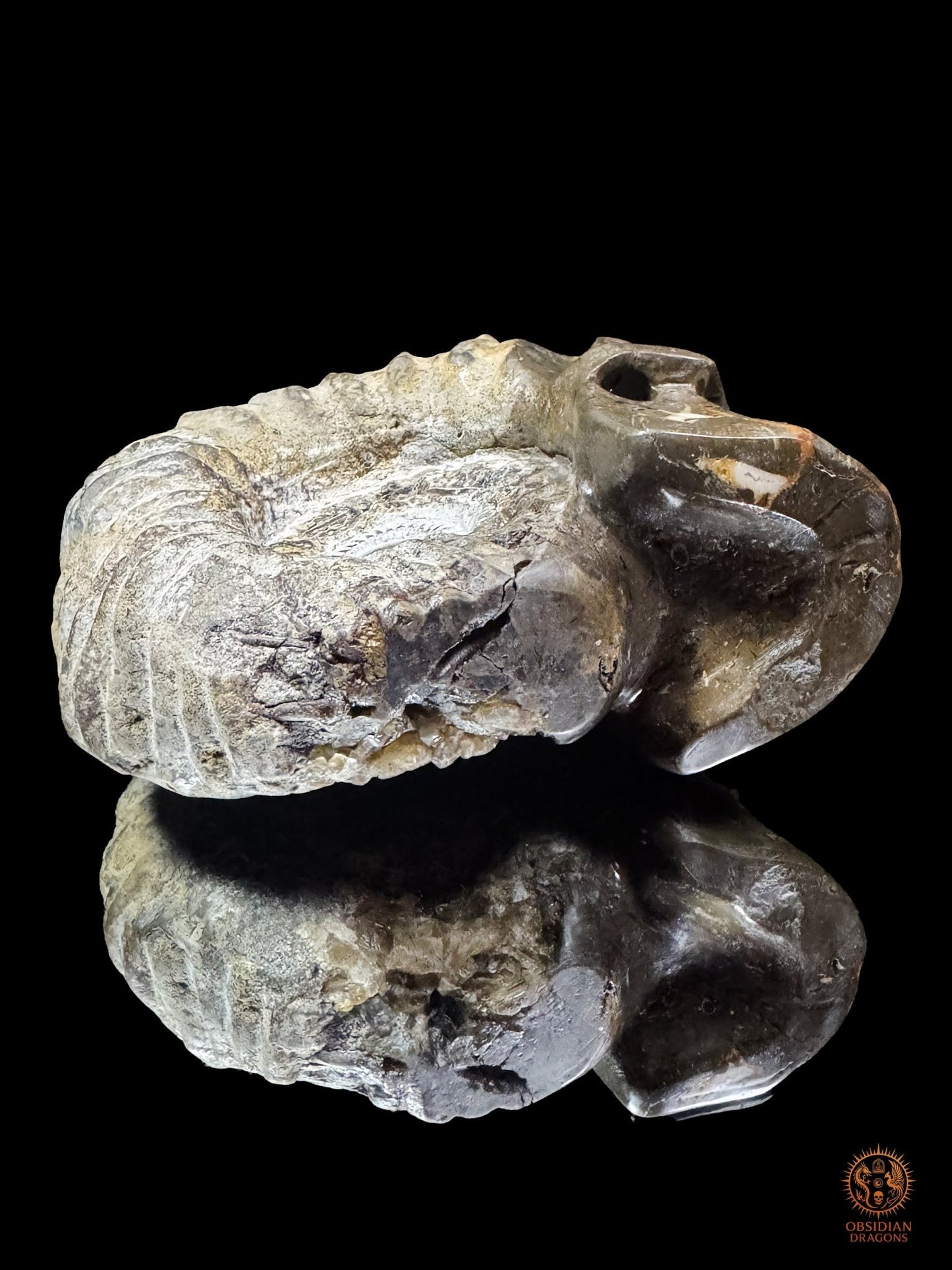 Crâne sculpté dans une ammonite fossile - Rare et unique