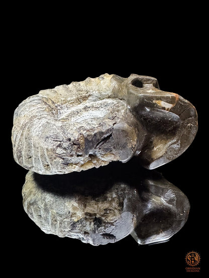 Crâne sculpté dans une ammonite fossile - Rare et unique