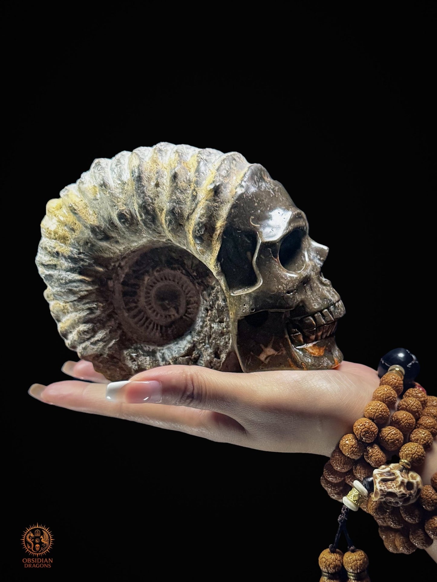 Crâne sculpté dans une ammonite fossile - Rare et unique