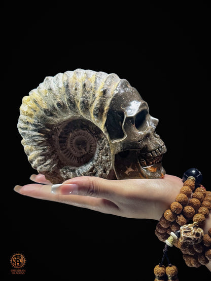 Crâne sculpté dans une ammonite fossile - Rare et unique
