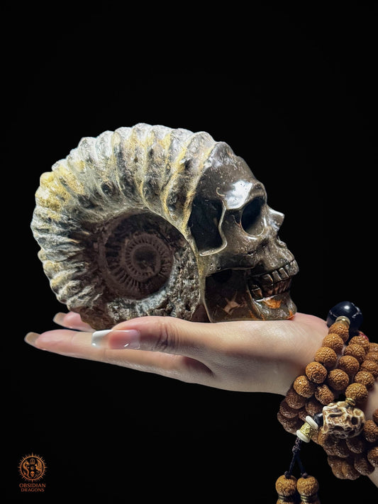 Crâne sculpté dans une ammonite fossile - Rare et unique