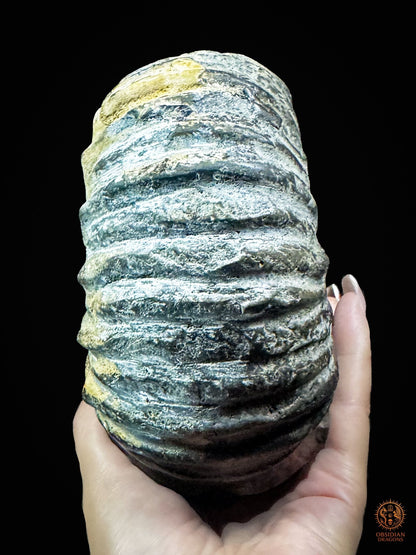 Crâne sculpté dans une ammonite fossile - Rare et unique