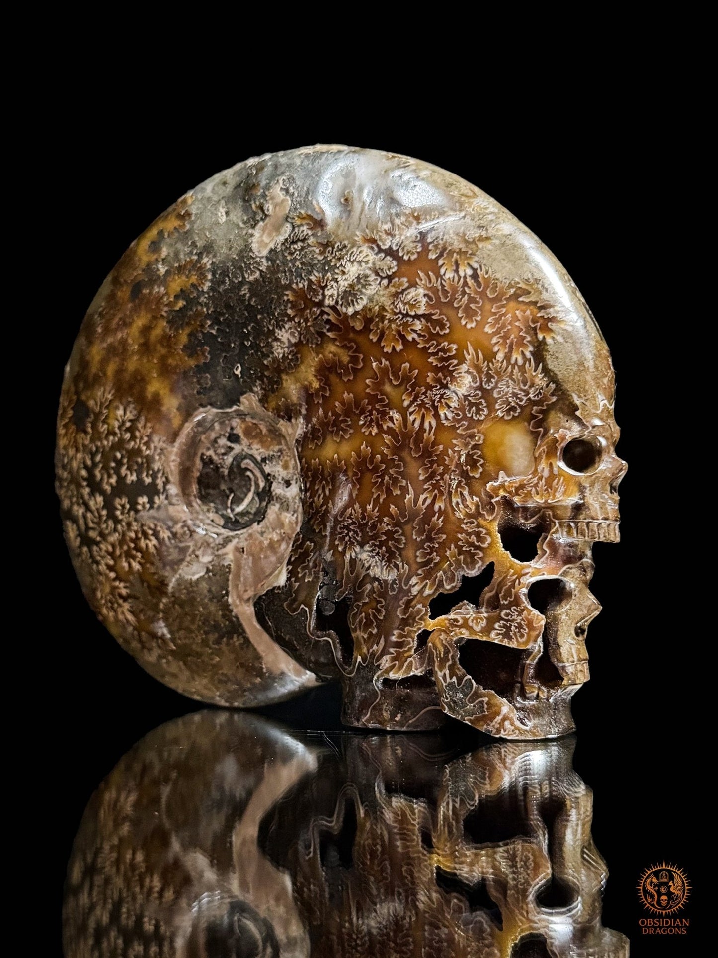 Double crâne sculpté dans une ammonite fossile Cleoniceras