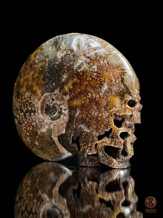 Double crâne sculpté dans une ammonite fossile Cleoniceras