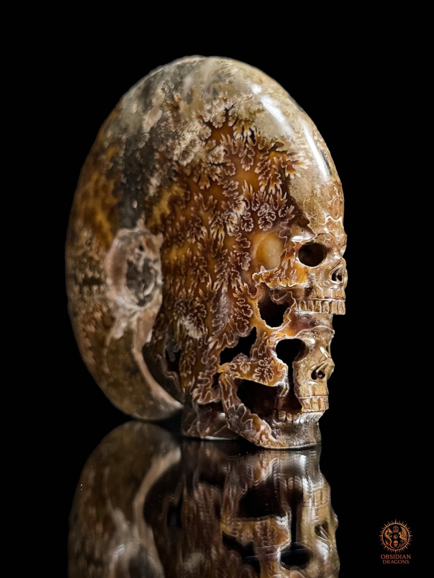 Double crâne sculpté dans une ammonite fossile Cleoniceras