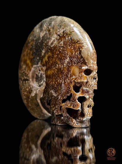 Double crâne sculpté dans une ammonite fossile Cleoniceras