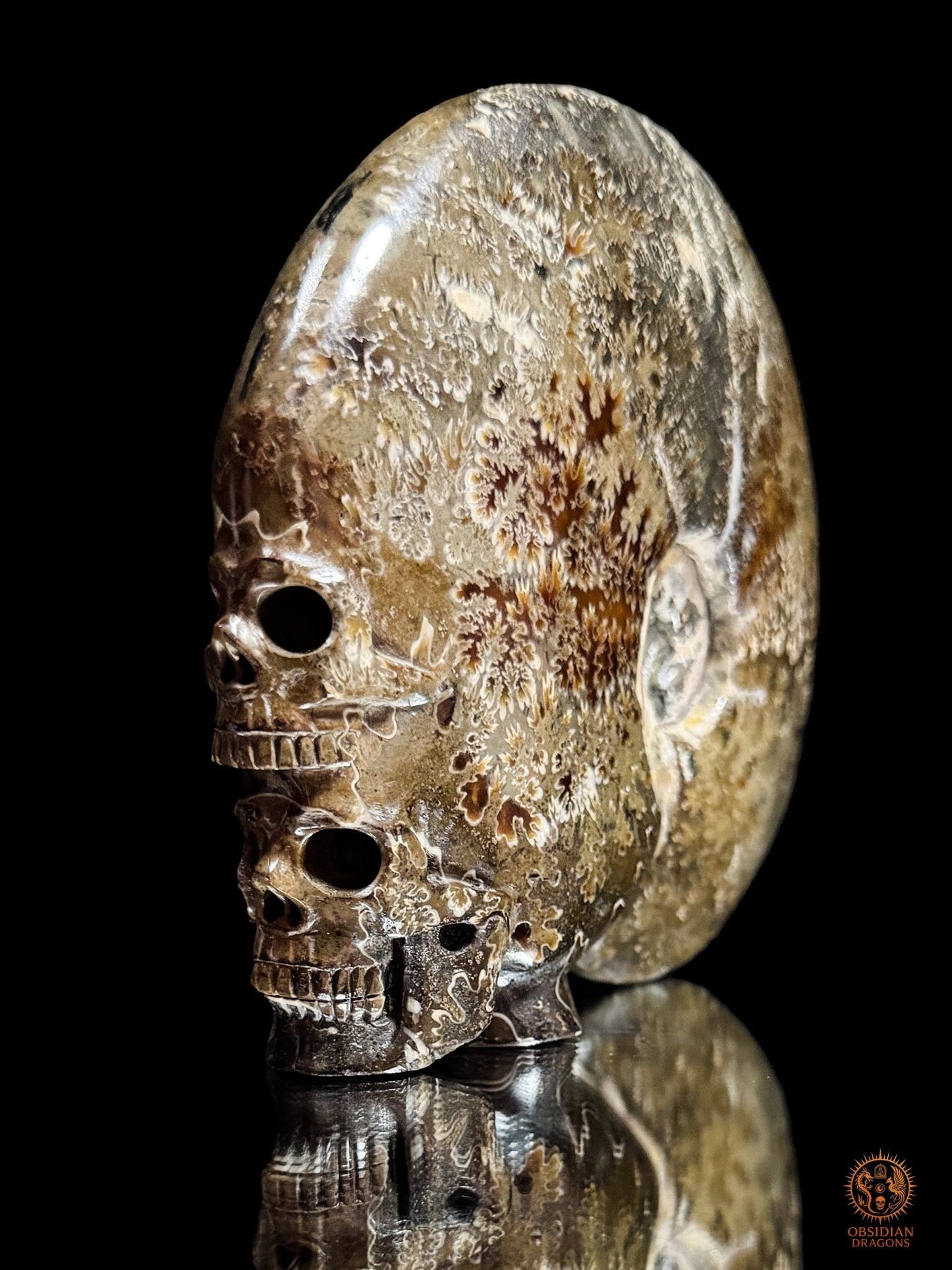 Double crâne sculpté dans une ammonite fossile Cleoniceras