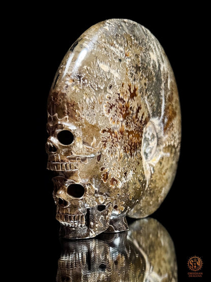 Double crâne sculpté dans une ammonite fossile Cleoniceras