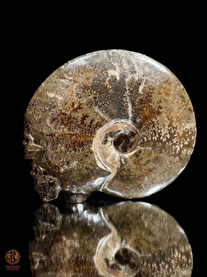 Double crâne sculpté dans une ammonite fossile Cleoniceras