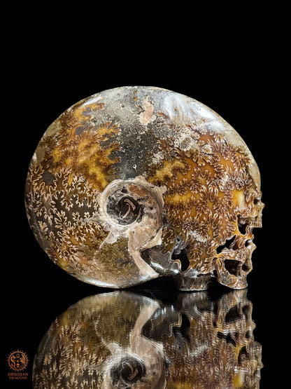 Double crâne sculpté dans une ammonite fossile Cleoniceras