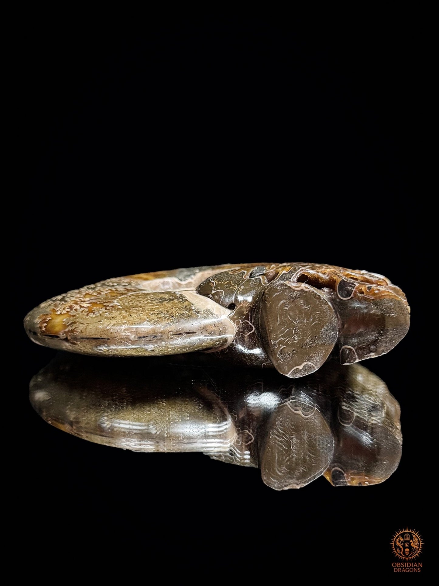 Double crâne sculpté dans une ammonite fossile Cleoniceras