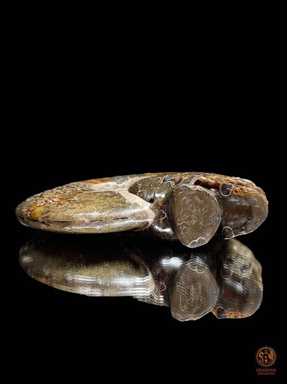 Double crâne sculpté dans une ammonite fossile Cleoniceras