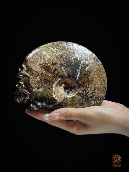 Double crâne sculpté dans une ammonite fossile Cleoniceras