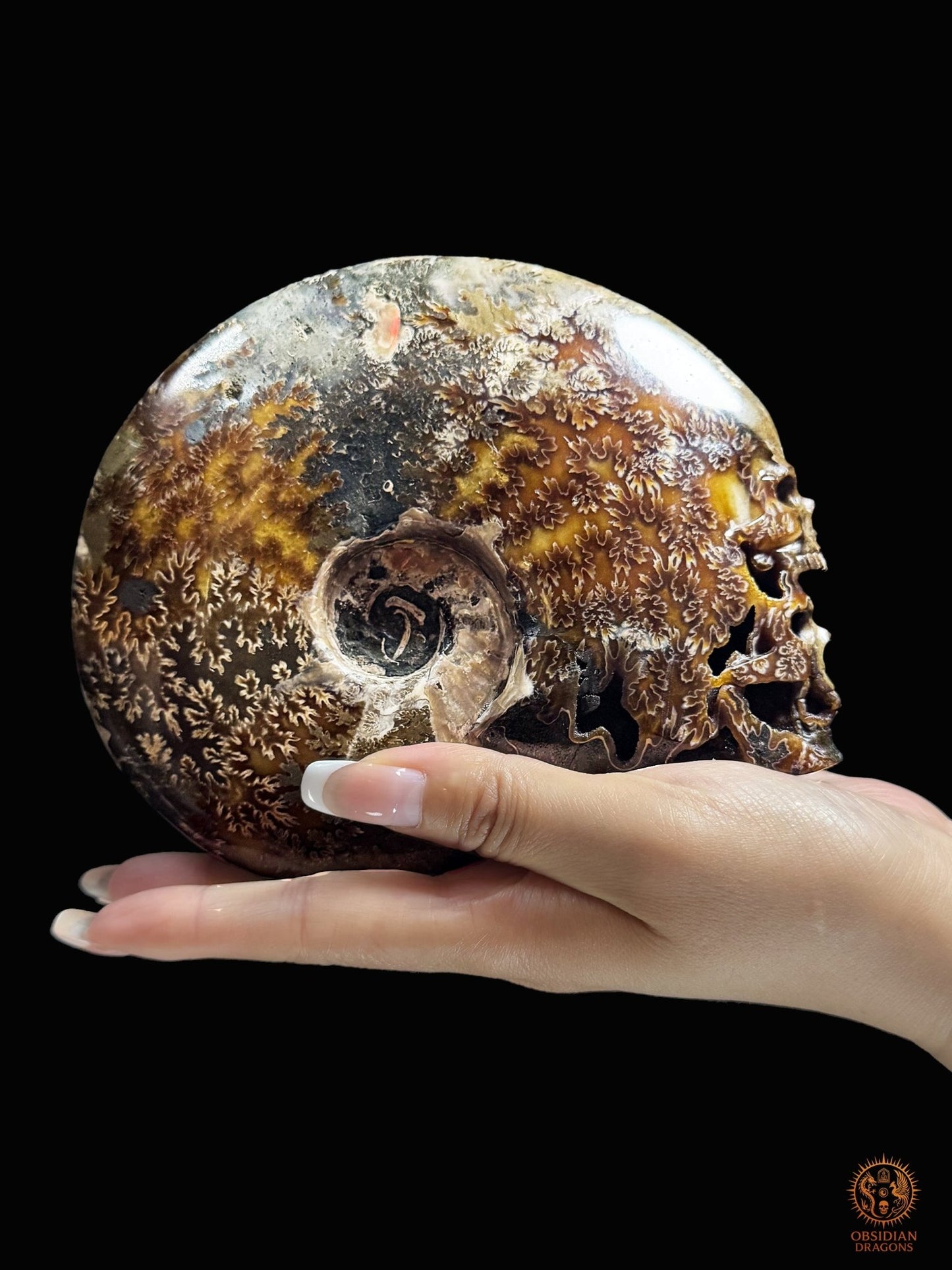 Double crâne sculpté dans une ammonite fossile Cleoniceras