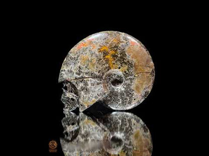 Crâne en ammonite fossile Cleoniceras de Madagascar - Unique