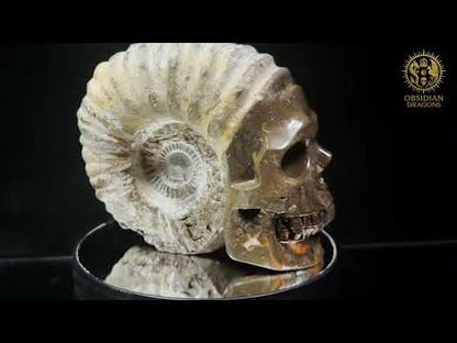Crâne sculpté dans une ammonite fossile - Rare et unique
