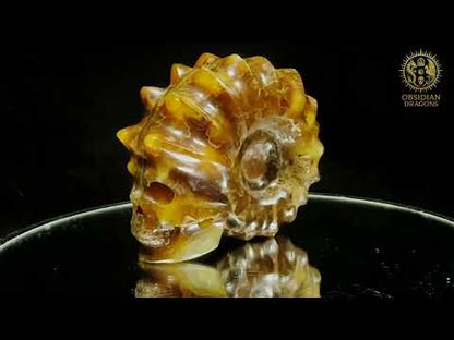 Crâne en ammonite fossile Douvilleiceras rare