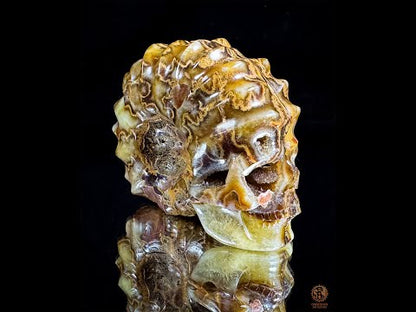 Crâne en ammonite fossile Douveilliceras – Collection